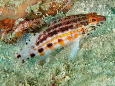 Lantern basslet fish/ Serranus baldwini