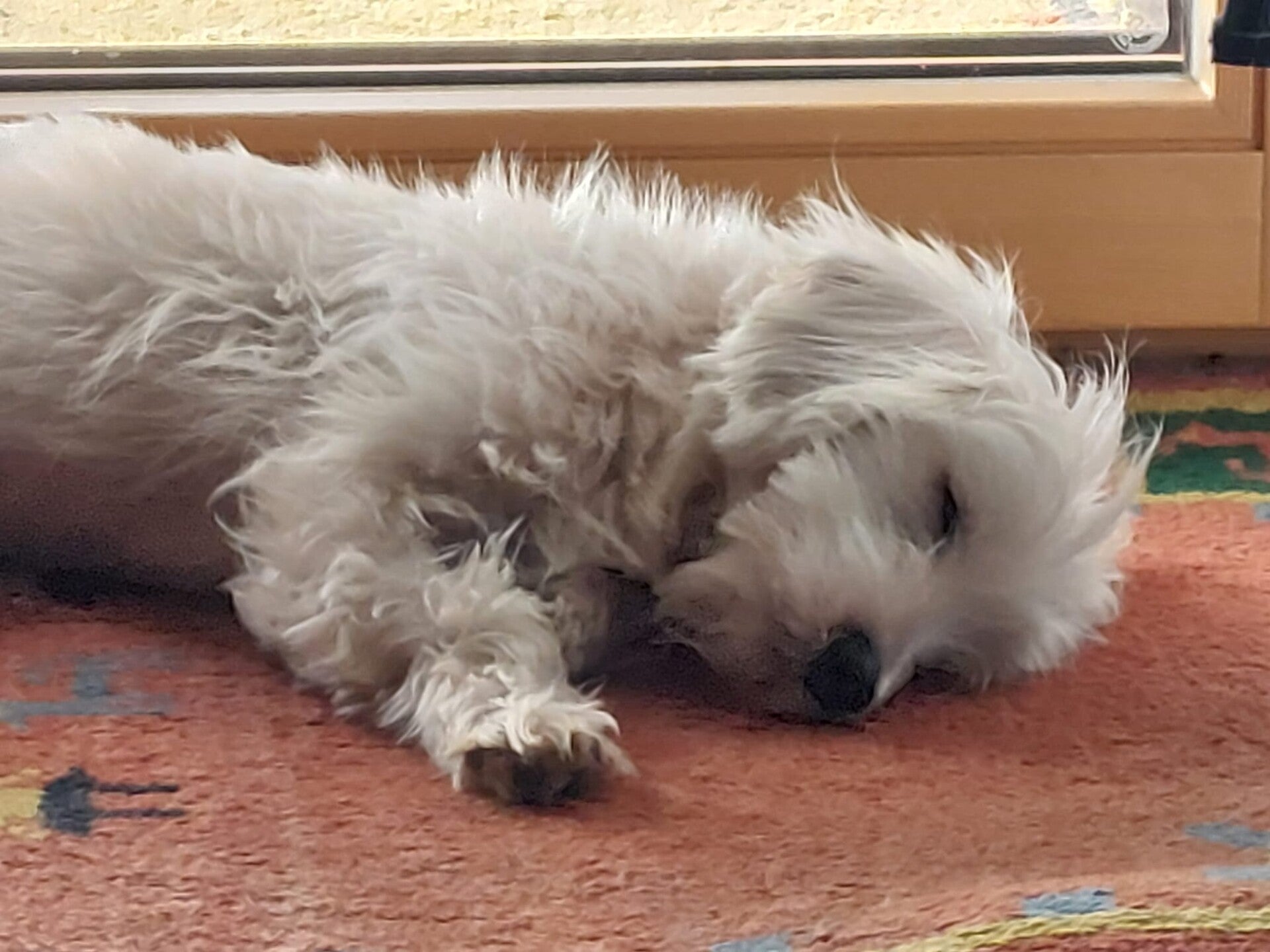 Verhaltensprobleme beim Hund