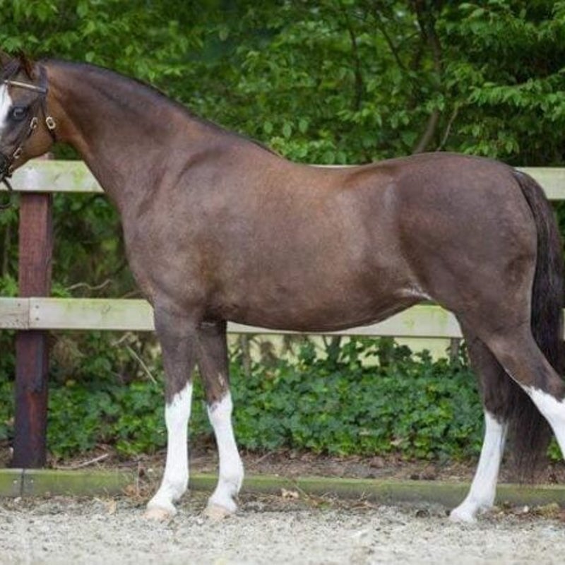 welsh-700x467-2.jpg