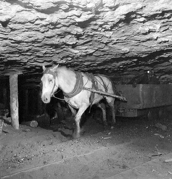 1936 Les Chevaux Des Mines B n ficient Aussi Des Cong s Pay s L 1936-les-chevaux-des-mines-b-n-ficient-aussi-des-cong-s-pay-s-l