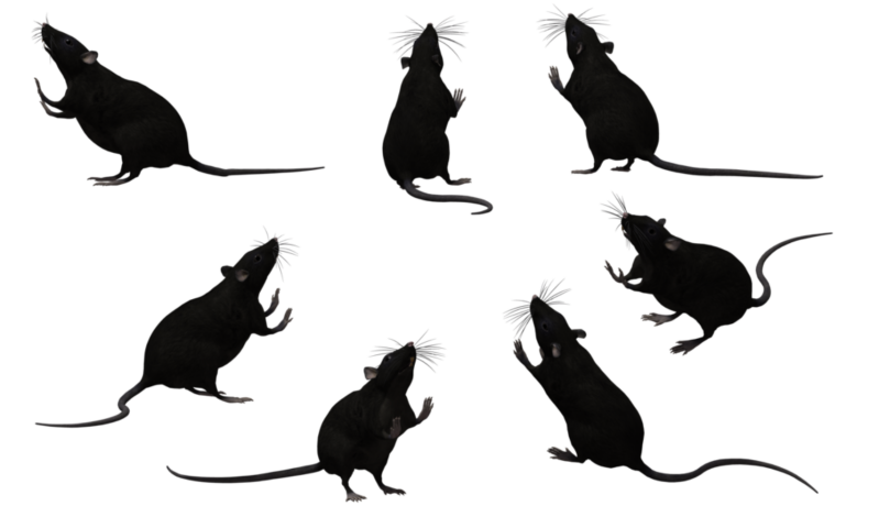 rats qui dansent
