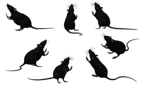 rats qui dansent