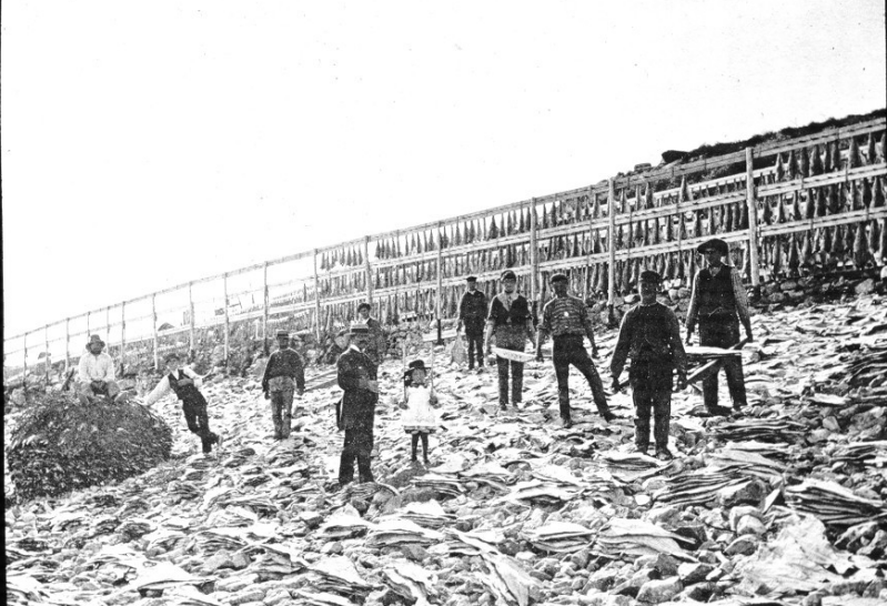 morue à Saint-Pierre et Miquelon en 1887