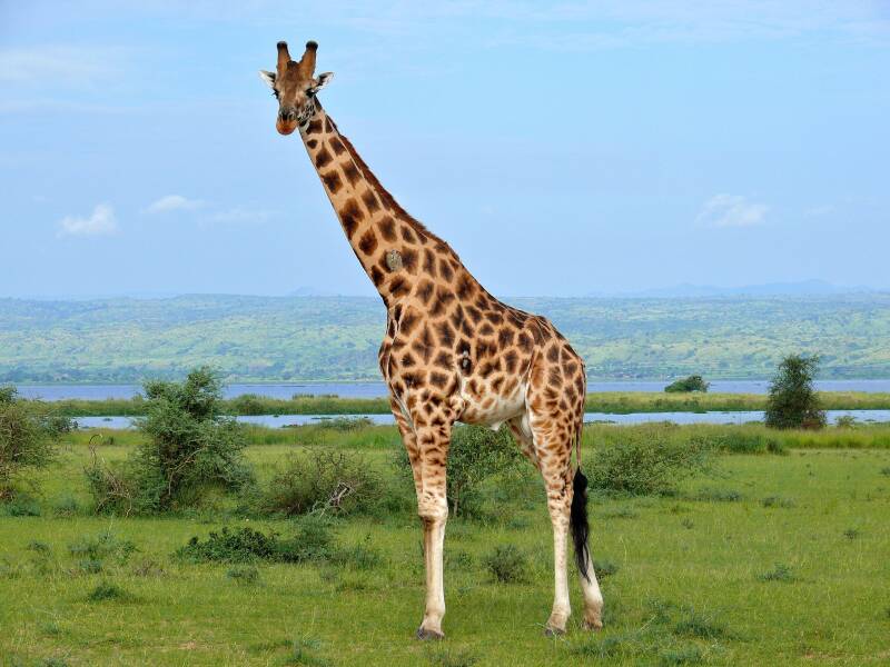 Girafe de Rothschild