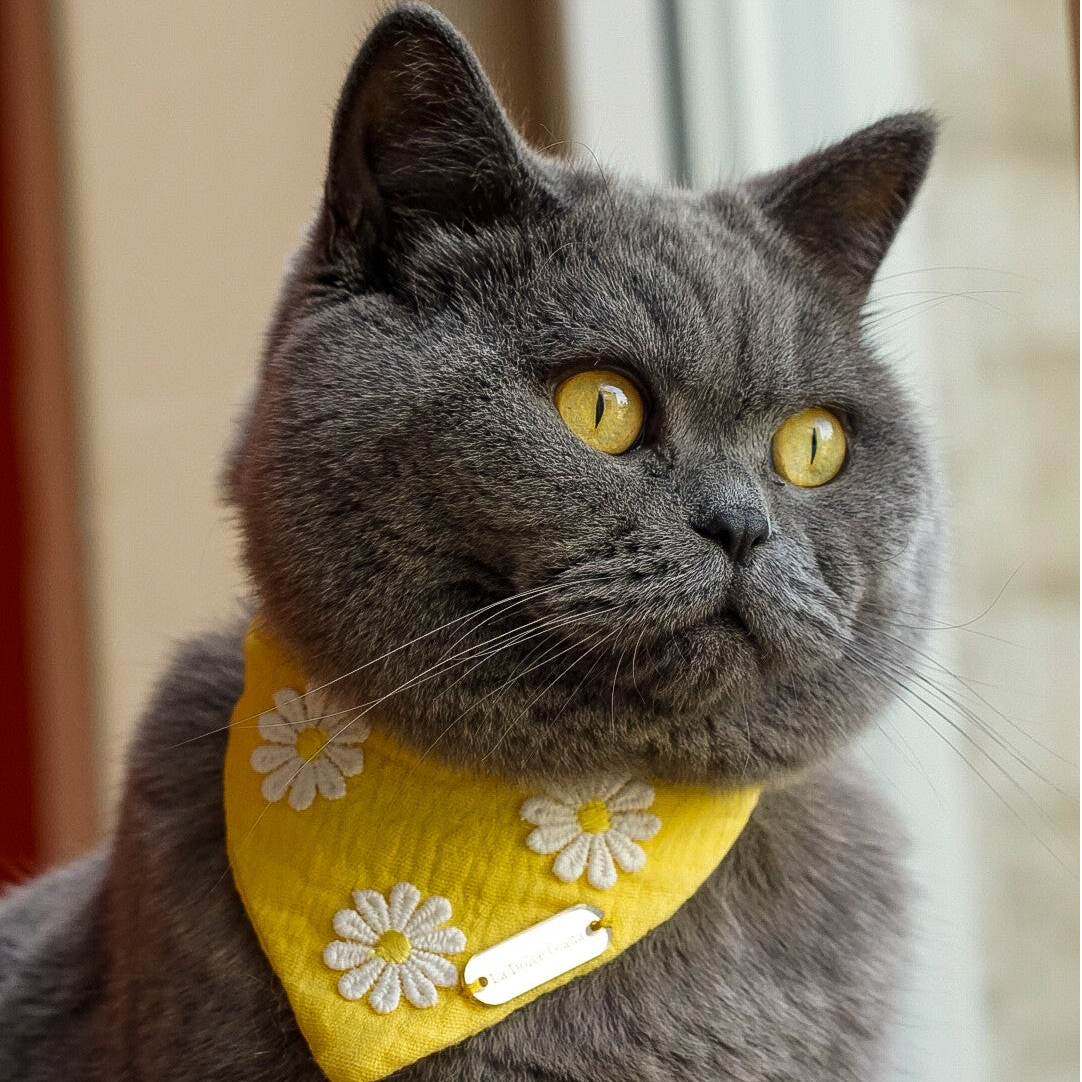 The Sweet Daisy Yellow