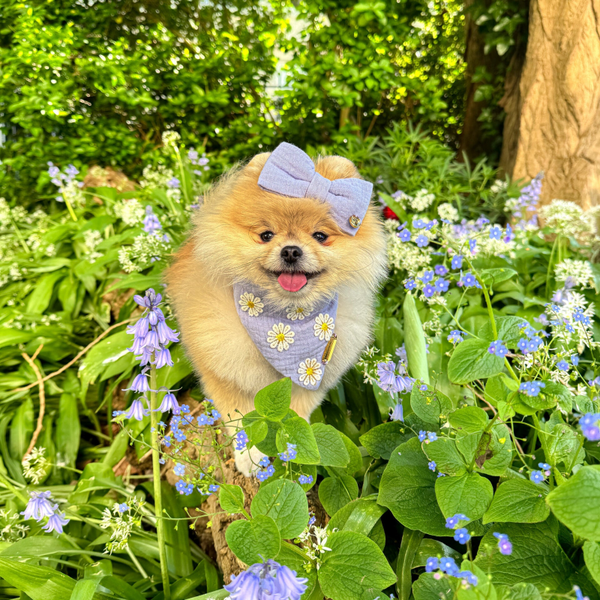 The Sweet Daisy Lila