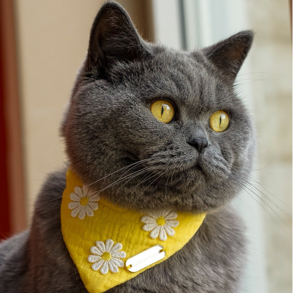 The Sweet Daisy Yellow