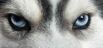 Élevage Blue Highway POMSKY BERGER AUSTRALIEN SPITZ SIBERIEN NORMANDIE
