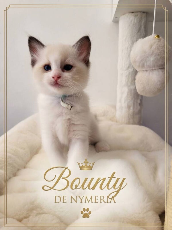 BOUNTY