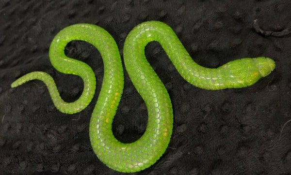 Large Snake