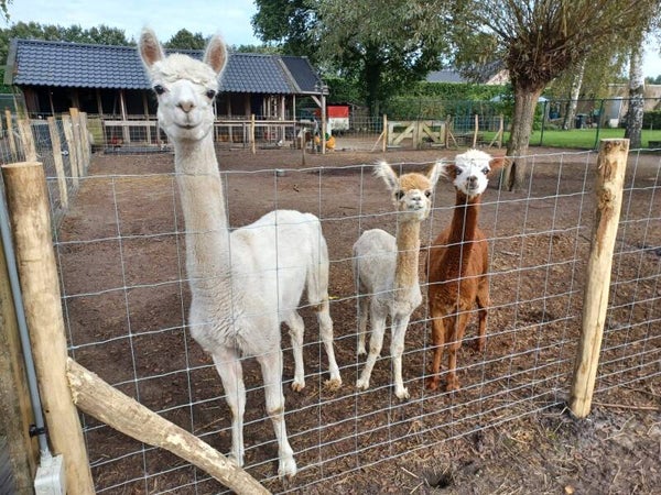 Schapengaas 100cm hoog/ lengte 100m