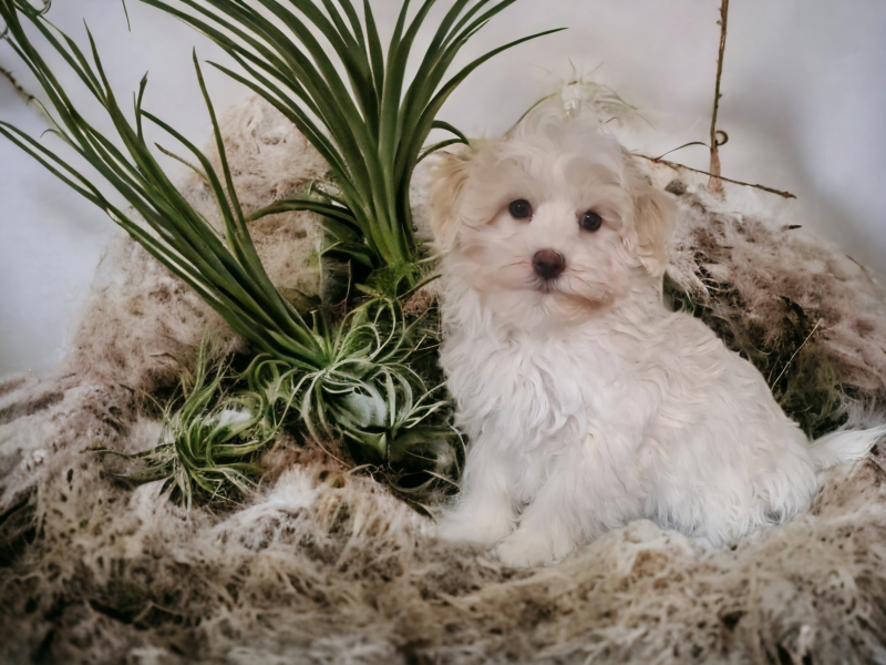 mooie langharige pup