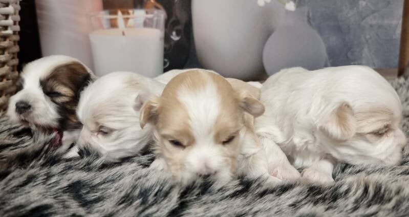 puppy te koop