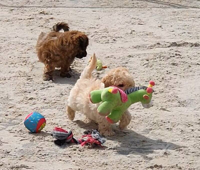 Havanezer pups maltipoo pup