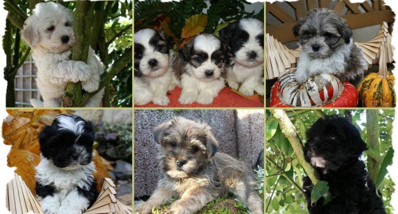 kennel van langharige boomers.