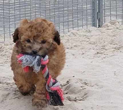 Maltipo pup