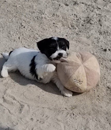 Boomer pup
