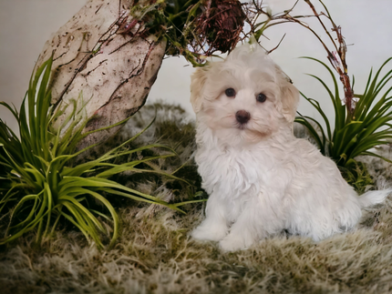 Maltezer pups