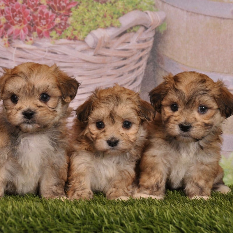 maltipoo pups allergie