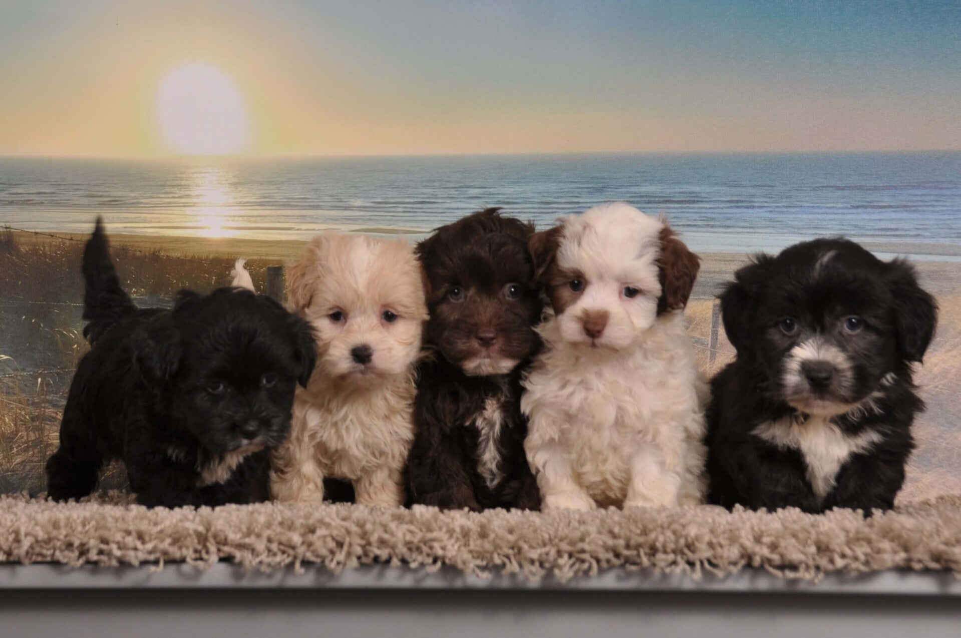 welpe Malteser Boomer mix