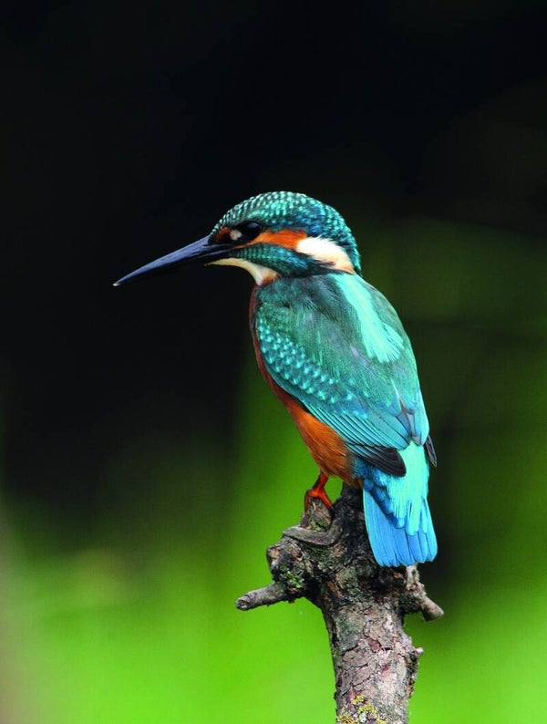 Tuinposter IJsvogel