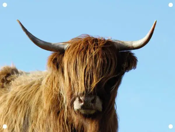 Tuinposter Hooglander
