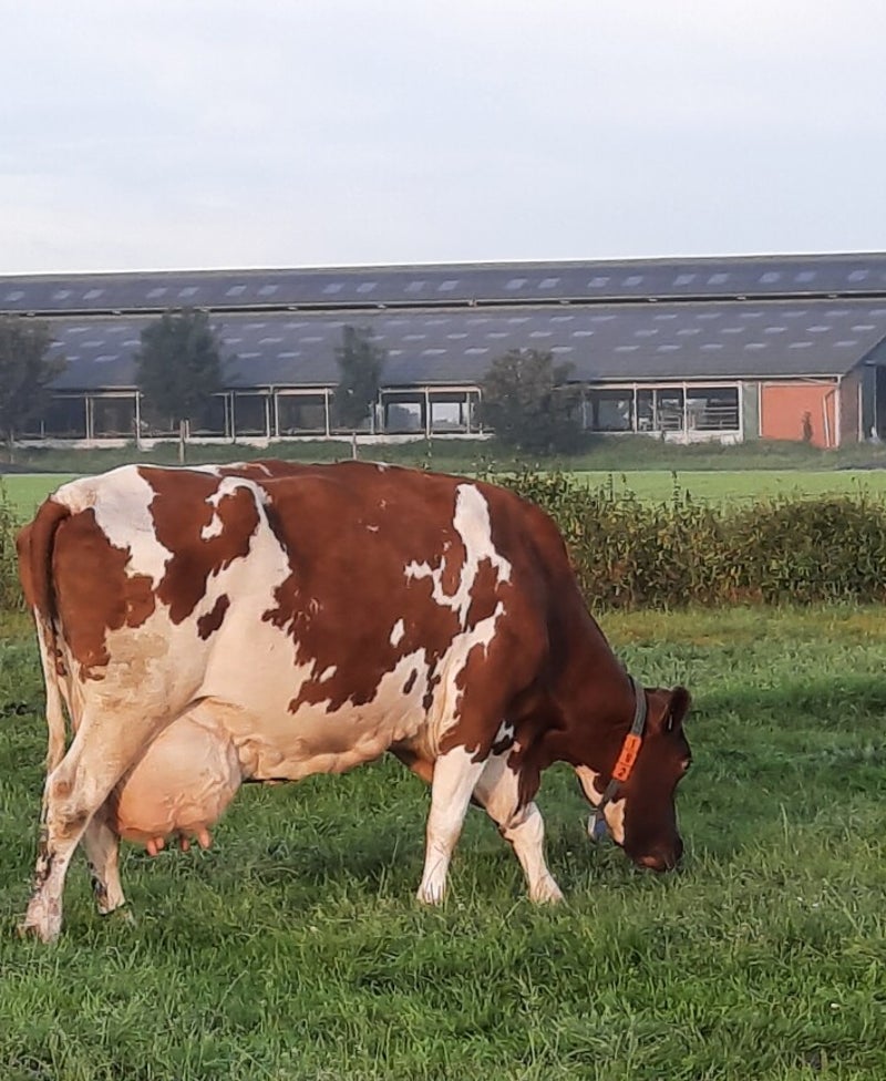 eine rotbunte Holsteinkuh auf einer grünen Weide im Hintergrund ist der moderne Boxenlaufstall zu sehen