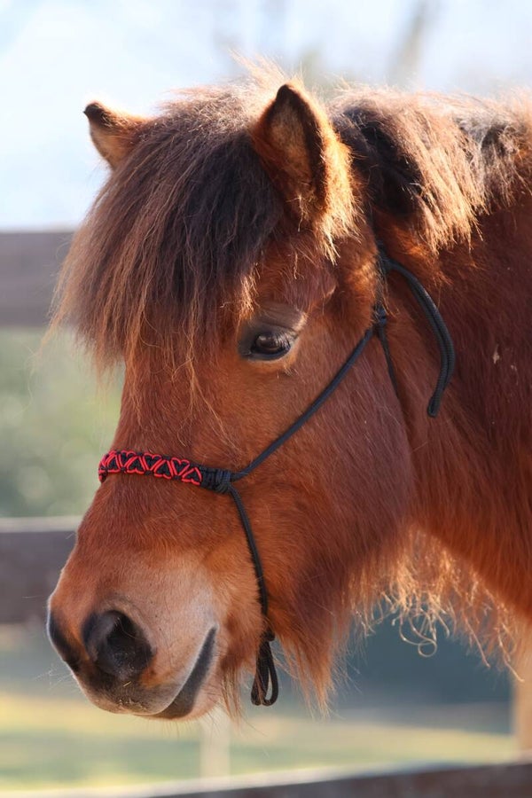 Knotenhalfter "Cora"
