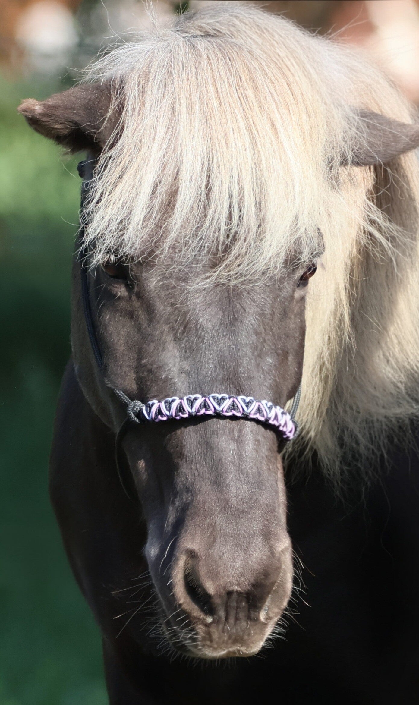 Knotenhalfter "Cora"