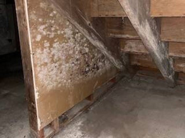 MOLD REMEDIATION SERVICES