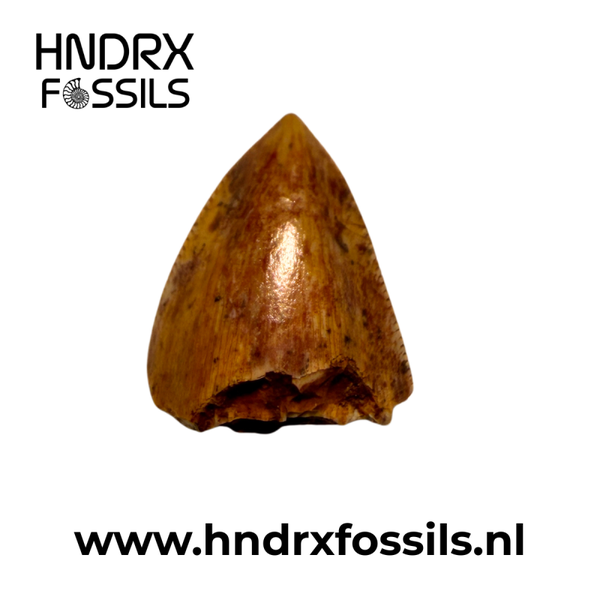 Phytosaurus tand 12 x 7 x 11 mm