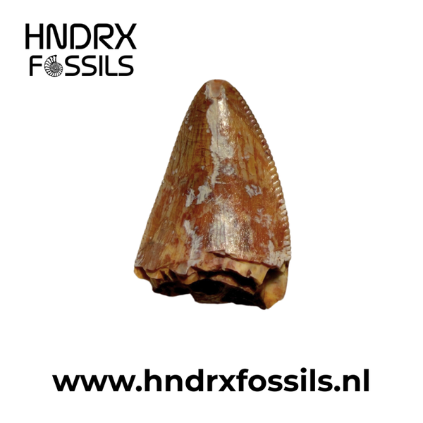 Phytosaurus tand 13 x 8 x 10 mm