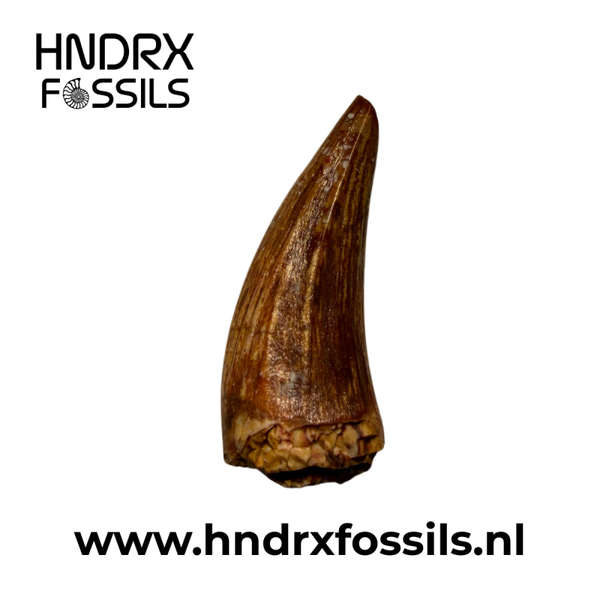 Apachesaurus tand 22 x 7 x 11 mm