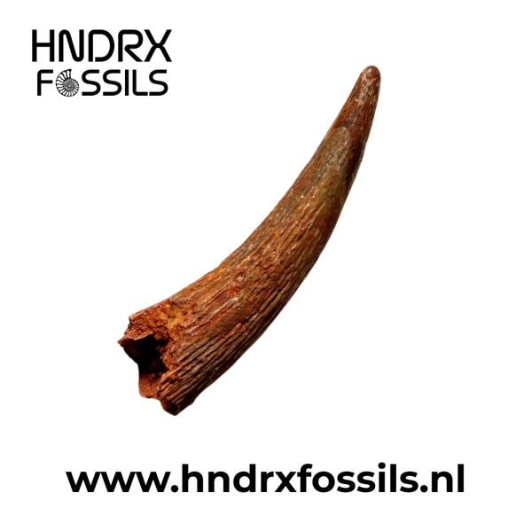 Pterosaurus - Siroccopteryx tand 28 x 6 x7 mm
