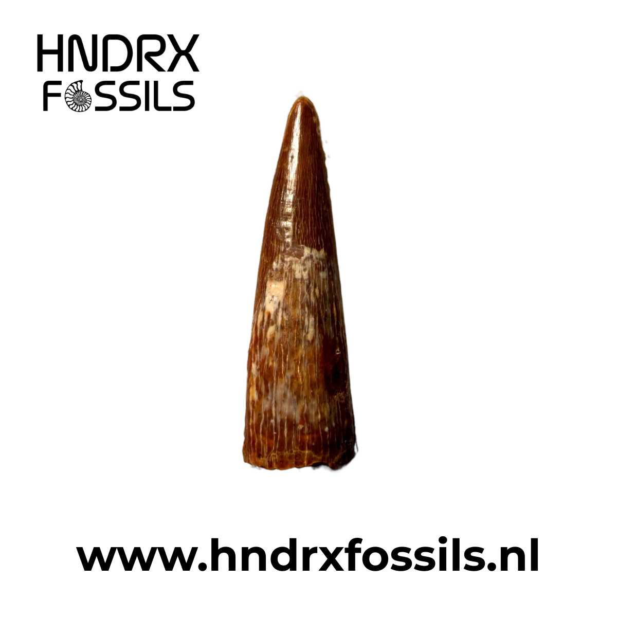 Pterosaurus - Siroccopeteryx tand 27 x 5 x 8 mm