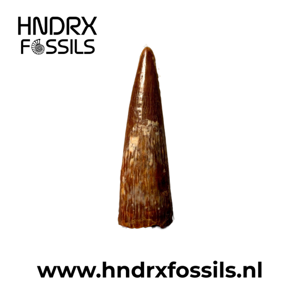 Pterosaurus - Siroccopeteryx tand 27 x 5 x 8 mm