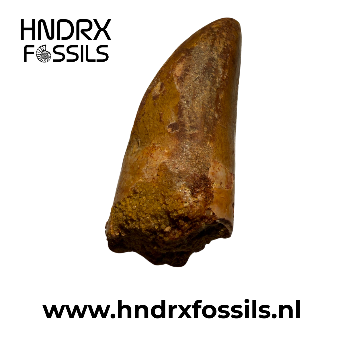 Carcharodontosaurus tand 46 x 17 x 20 mm