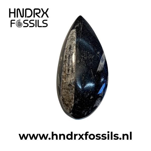 Orthoceras los middel 8,5 x 1,5 x 1,2 cm | 63 gram