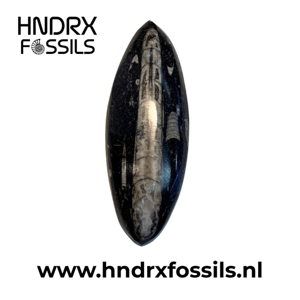 Orthoceras los middel 9 x 1,5 x 3,5 cm | 61 gram