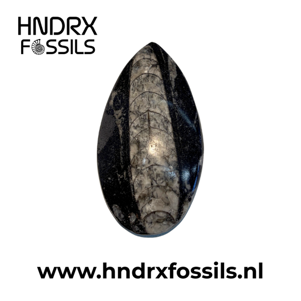 Orthoceras los middel 9 x 1,5 x 5 cm | 76 gram
