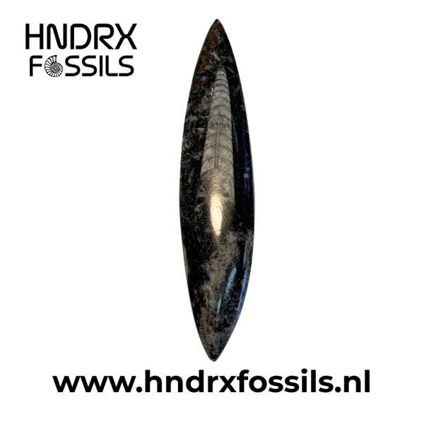 Orthoceras los middel 13,5 x 1 x 3 cm | 54 gram