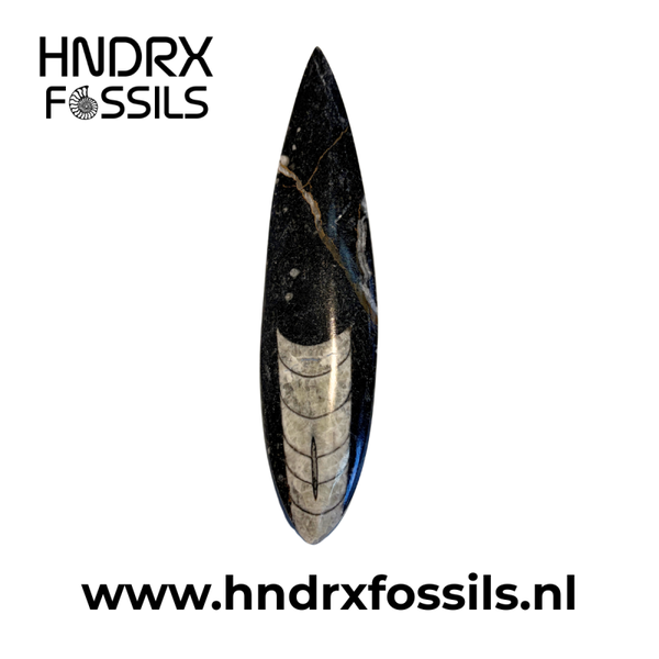 Orthoceras los middel 15 x 1,2 x 3,5 cm | 78 gram
