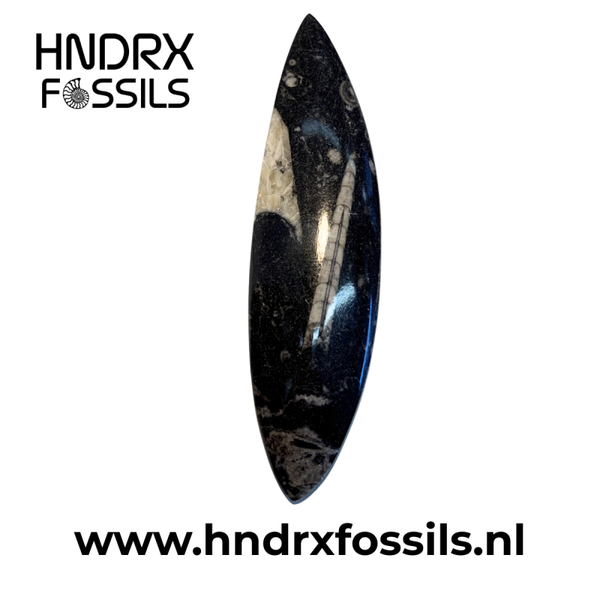 Orthoceras los middel 15 x 1,5 x 4 cm | 95 gram