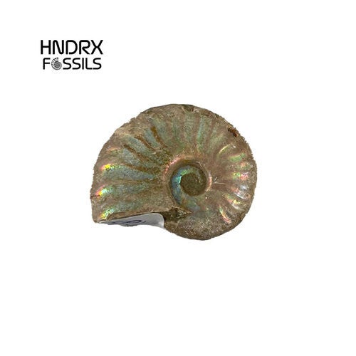 Ammoniet iriserend 3,9 x 1,1 x 2,8 cm | 14 gram