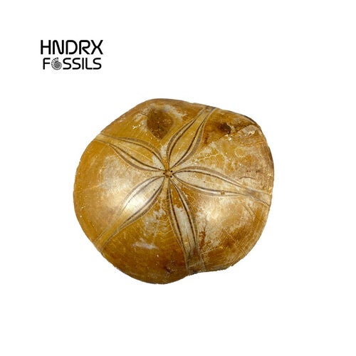 Zee-egel Madagaskar 6,5 x 2 x 6 cm | 86 gram