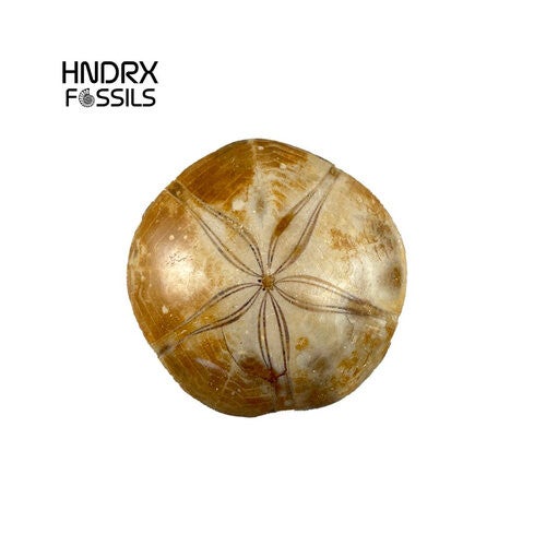Zee-egel Madagaskar 5,3 x 1,6 x 5,1 cm | 55 gram