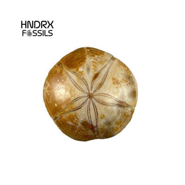 Zee-egel Madagaskar 5,3 x 1,6 x 5,1 cm | 55 gram