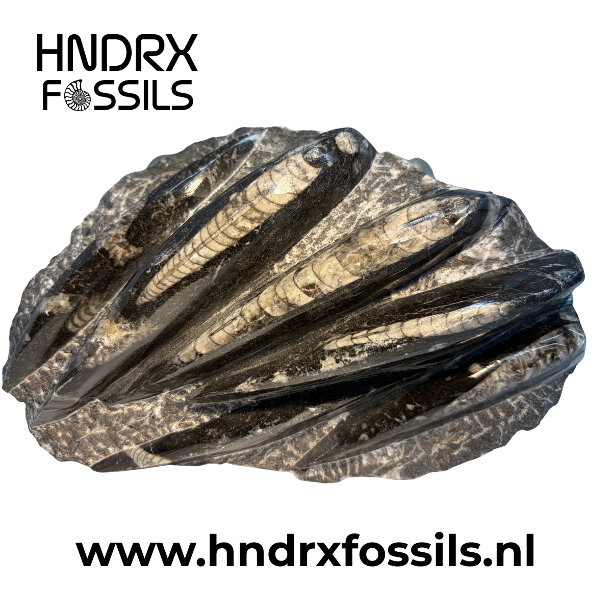 Orthoceras plaat klein 20 x 4 x 13 cm | 1071 gram