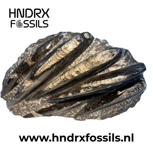 Orthoceras plaat klein 20 x 4 x 13 cm | 1071 gram