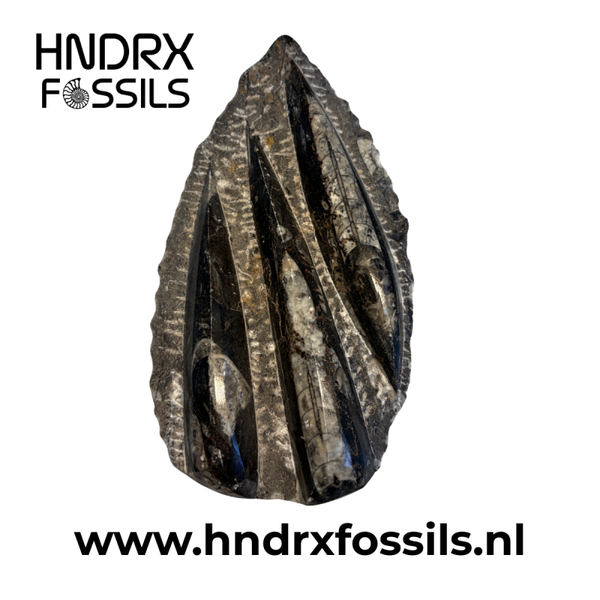 Orthoceras plaat klein 17 x 2,5 x 9,5 cm | 500 gram
